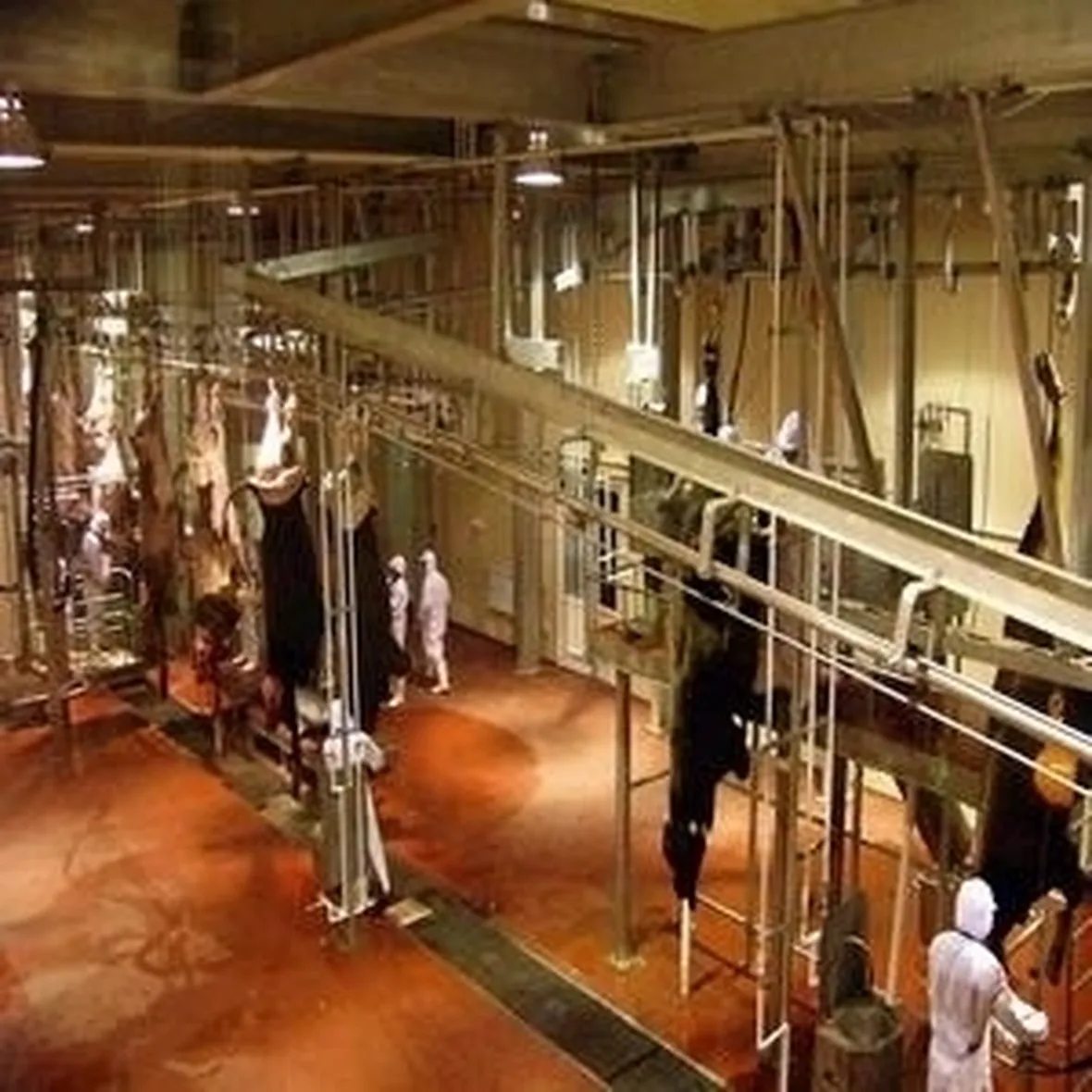 Macellazione bovini