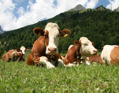 Pascolo di bovini in montagna