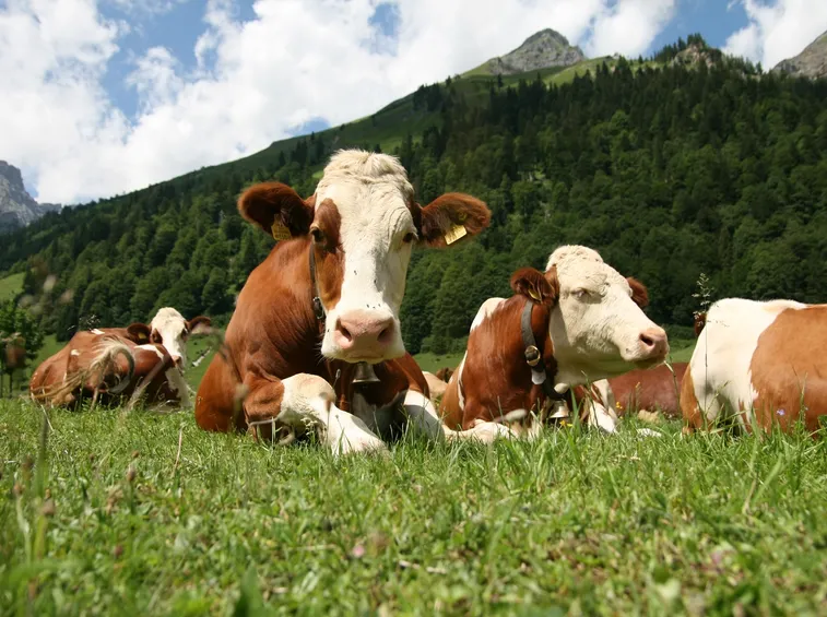 Pascolo di bovini in montagna
