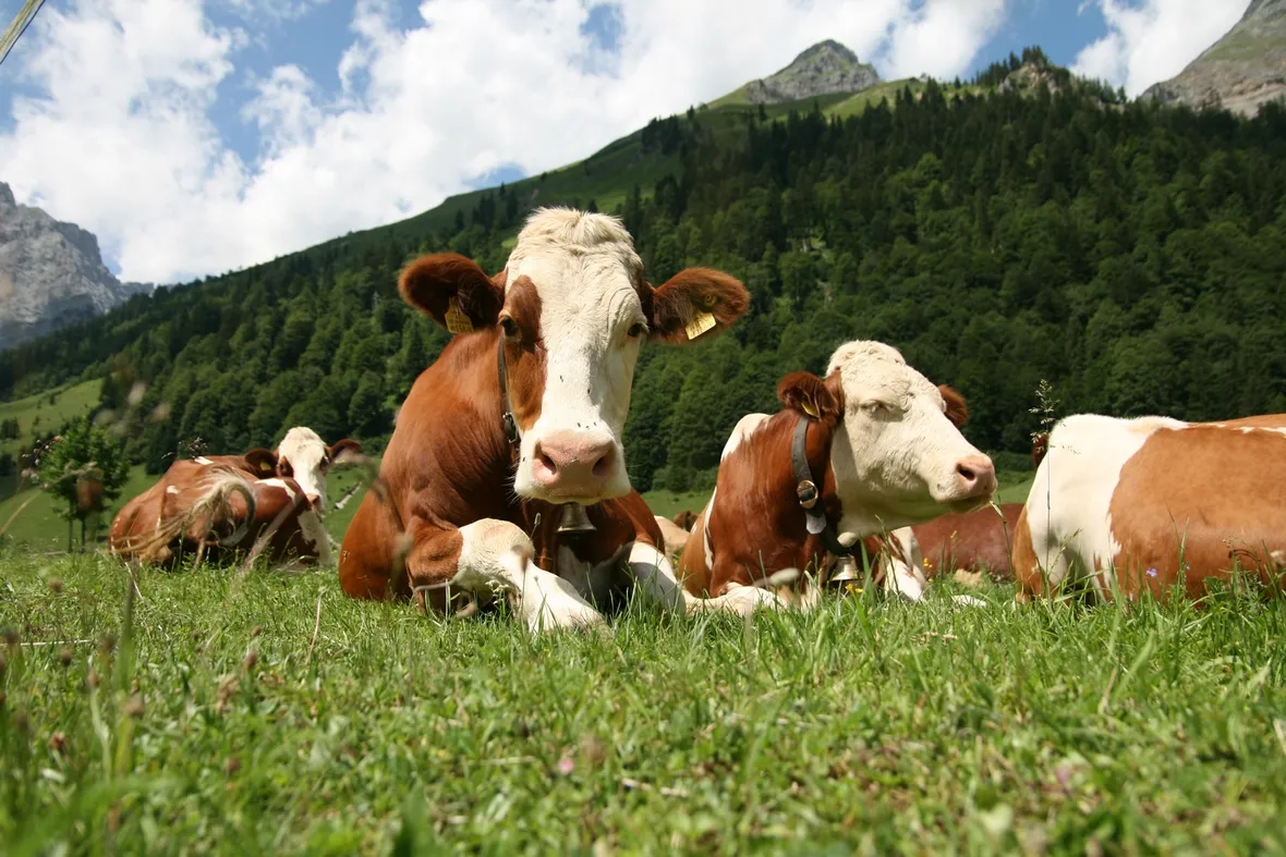 Pascolo di bovini in montagna