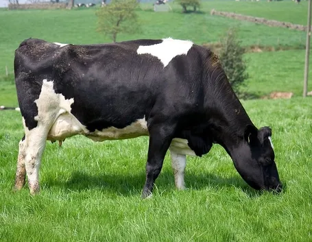 Mucca pezzata di bianco e nero al pascolo.