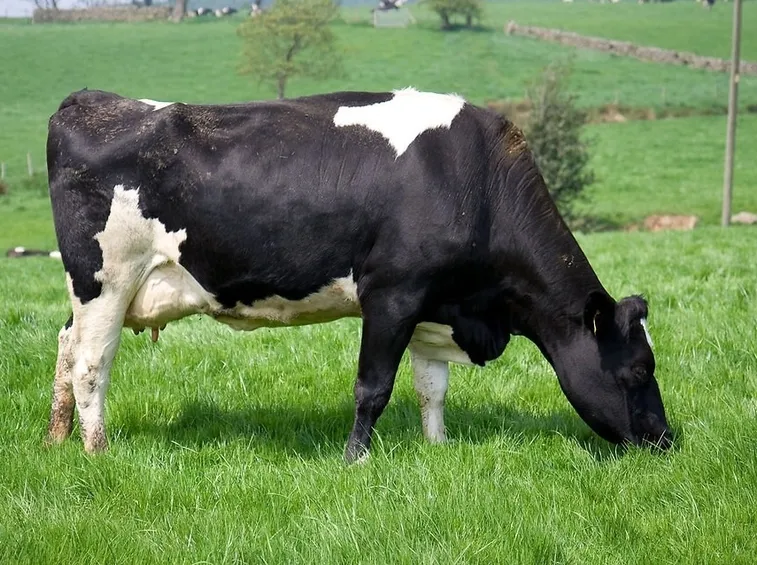 Mucca pezzata di bianco e nero al pascolo.