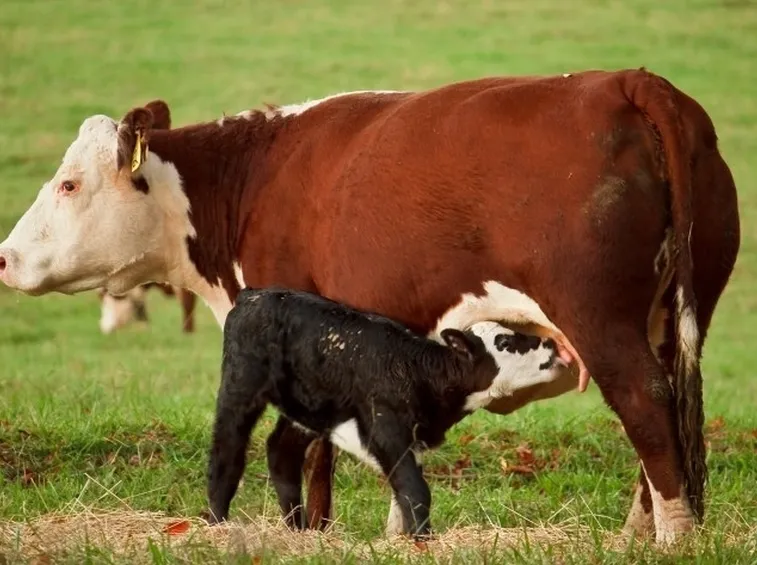 Immagine di un vitellino con la sua mamma.