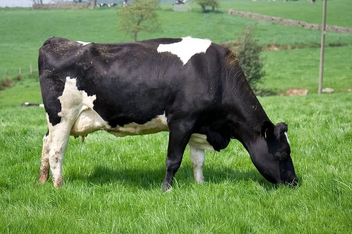 Mucca pezzata di bianco e nero al pascolo.