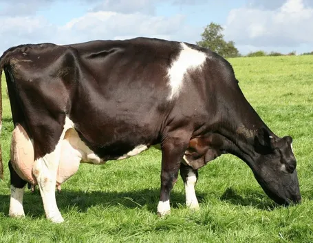 Mucca Frisona