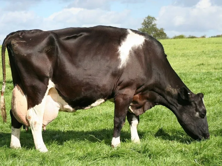 Mucca Frisona