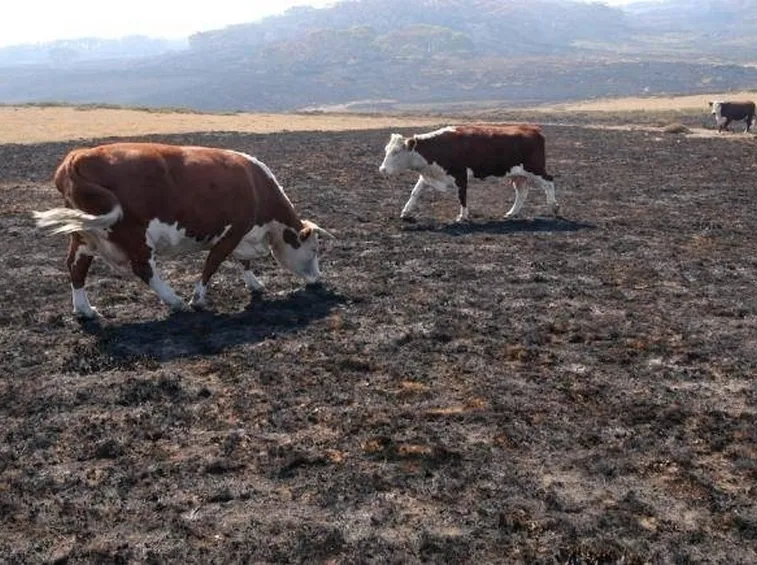Bruna Alpina al pascolo