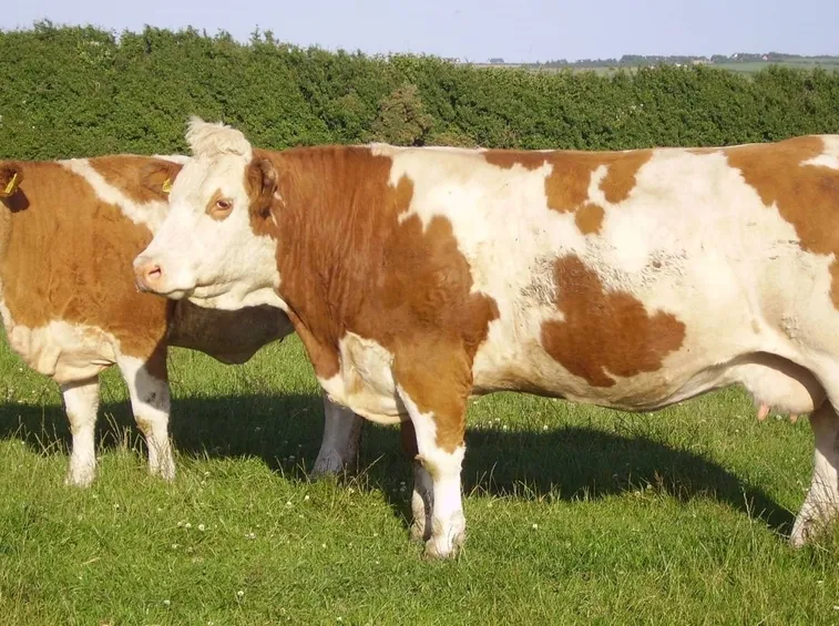 Pezzate Rosse Simmental