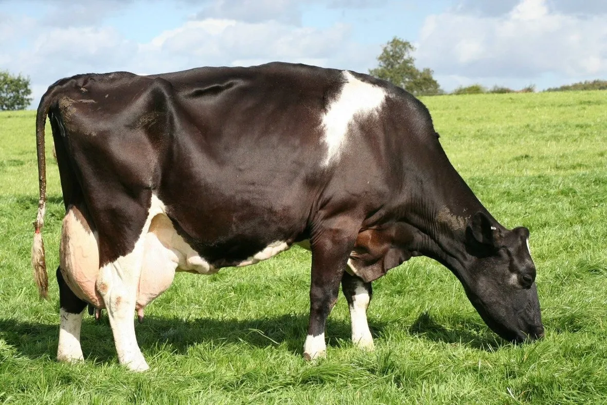 Mucca Frisona
