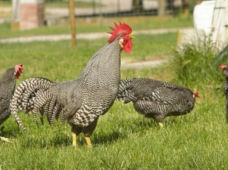 galline