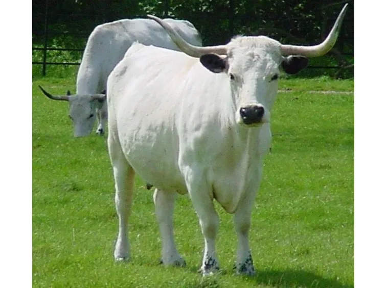 Mucca