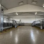 Pulizia e disinfezione della stalla vuota prima del rientro