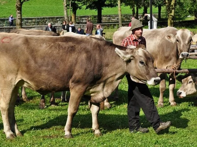 Vacca bruna alpina