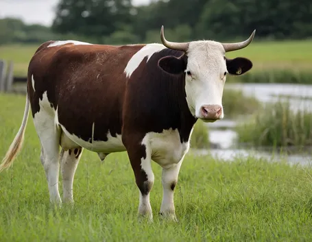 Vacca Charolais