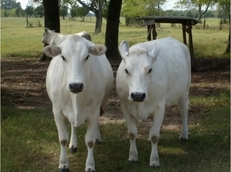 Vacca Marchigiana