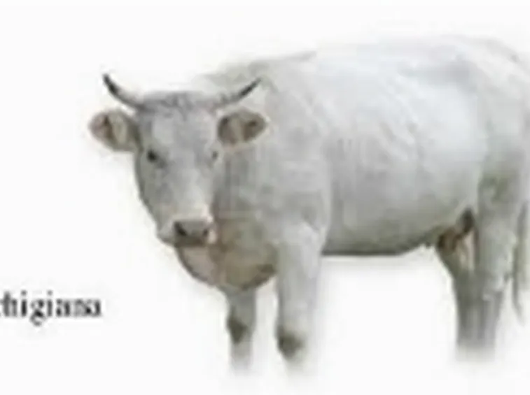Vacca Marchigiana