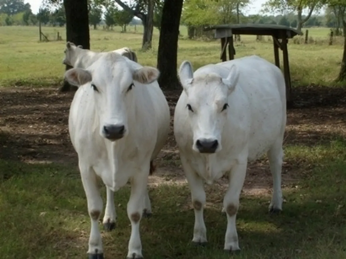 Vacca Marchigiana
