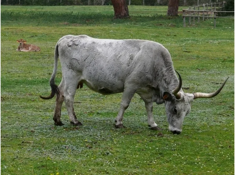 Vacca Maremmana