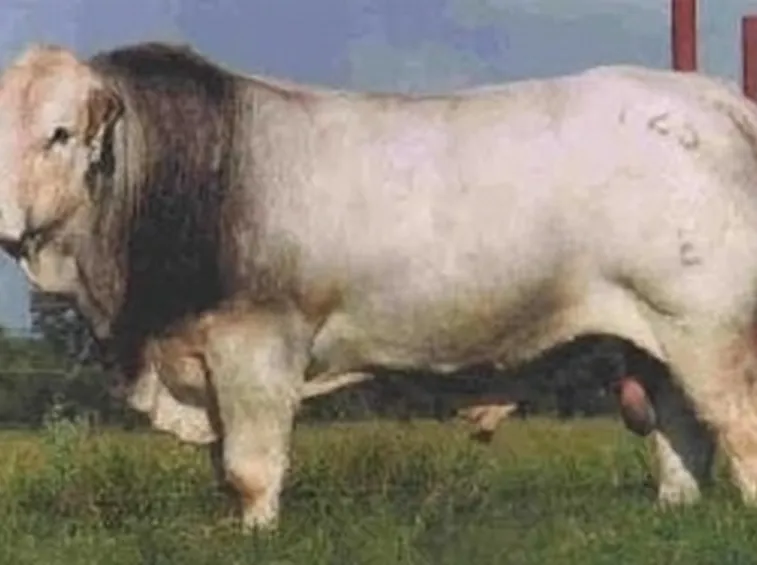Vacca Romagnola