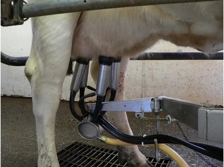 Vacche da latte