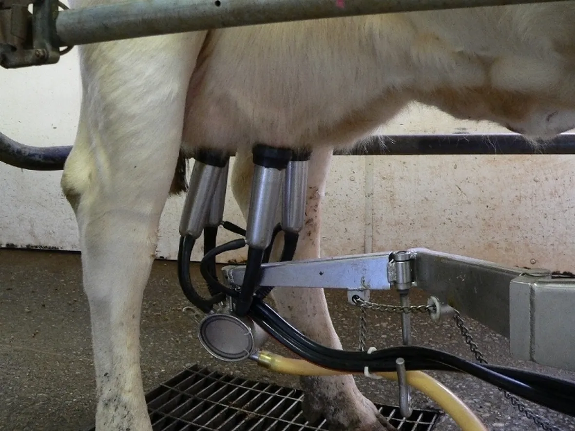 Vacche da latte