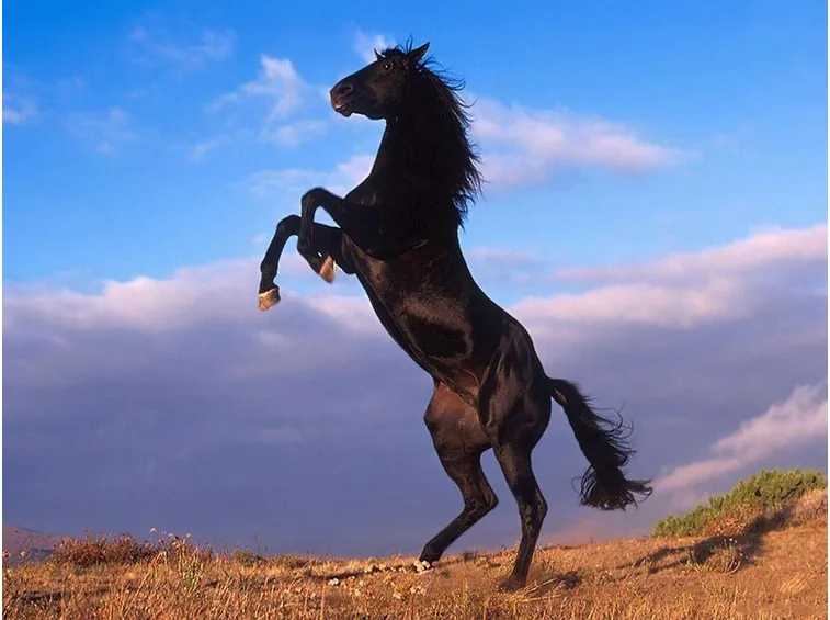 cavalli