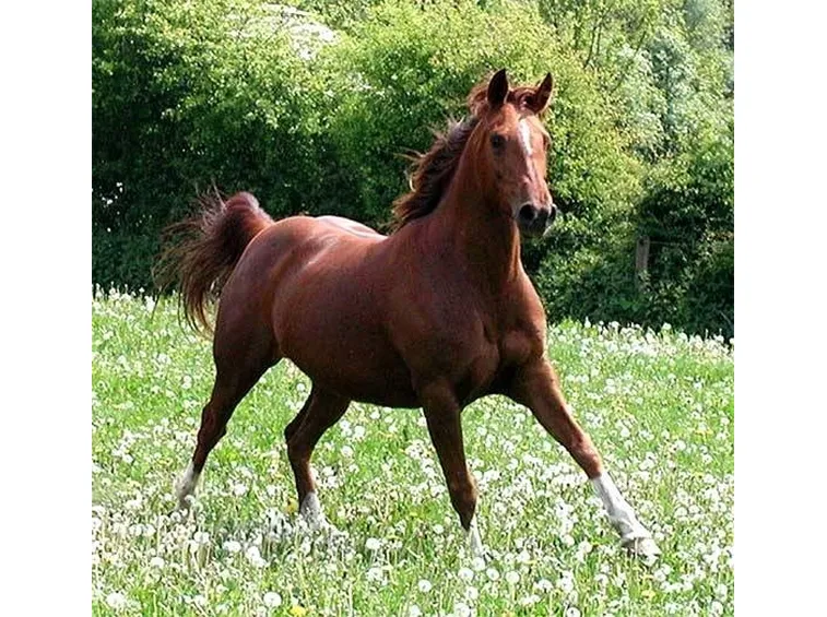 cavalli