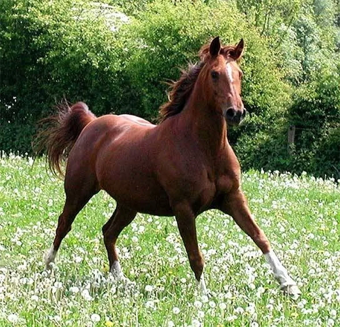 cavalli