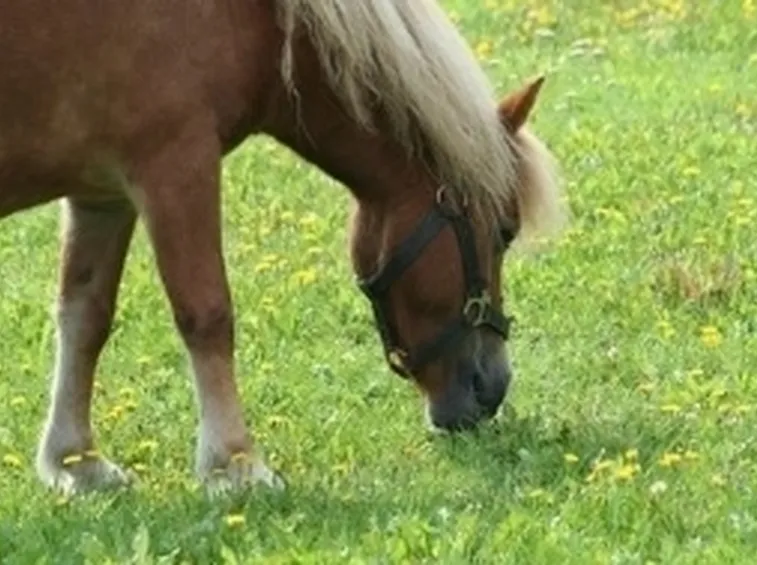 alimentazione cavallo