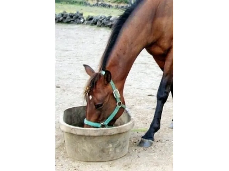alimentazione cavallo