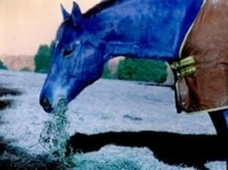 alimentazione cavallo