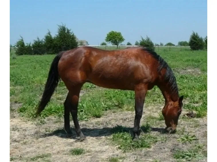 alimentazione cavallo