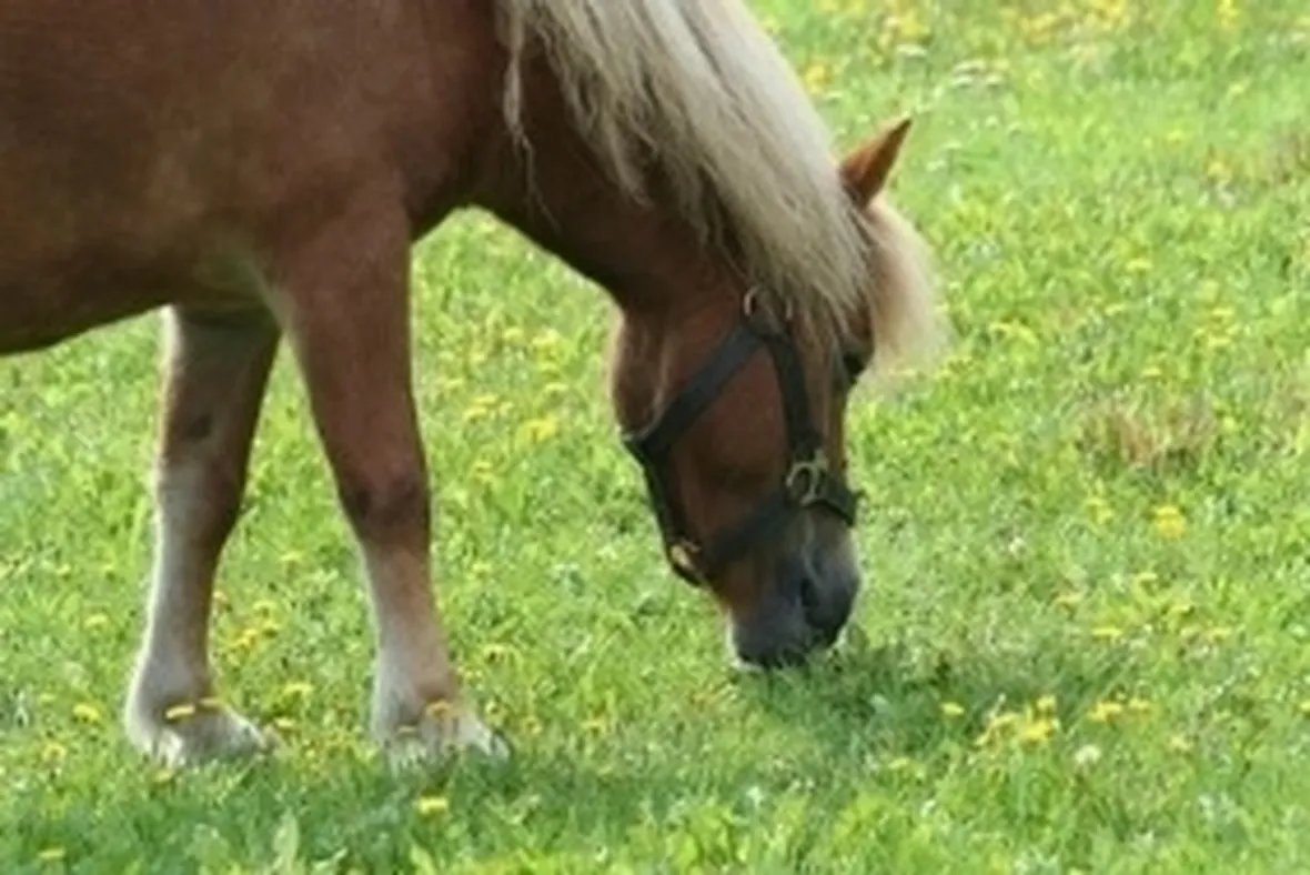 alimentazione cavallo