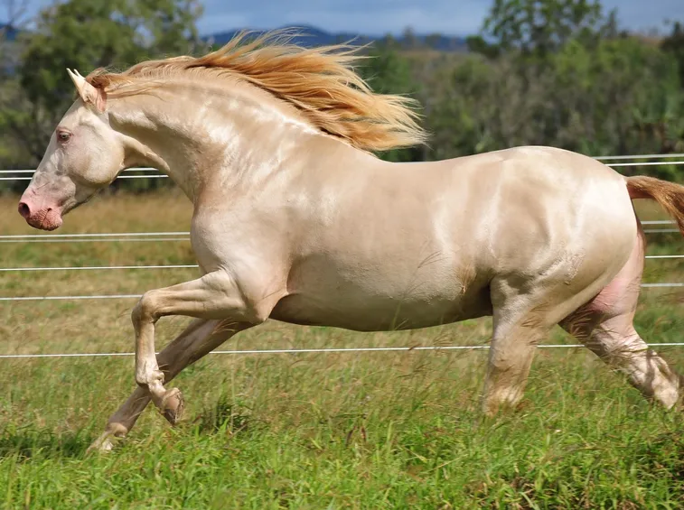 andalusian horse