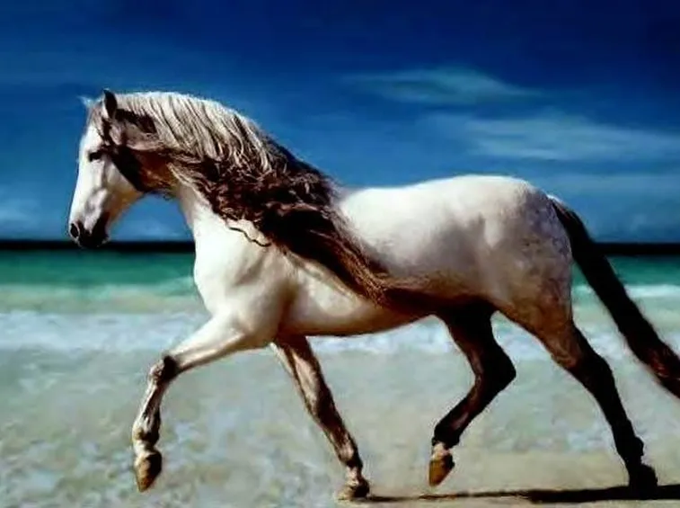 andaluso