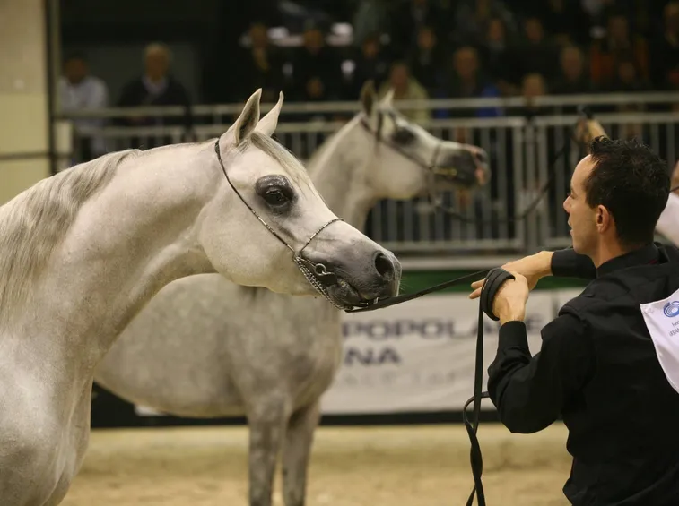 Cavallo arabo egiziano