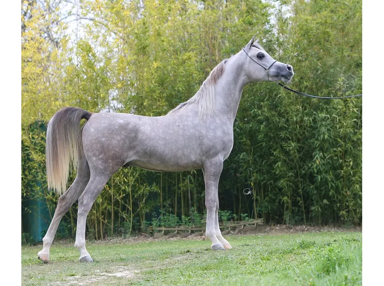 Cavallo arabo egiziano