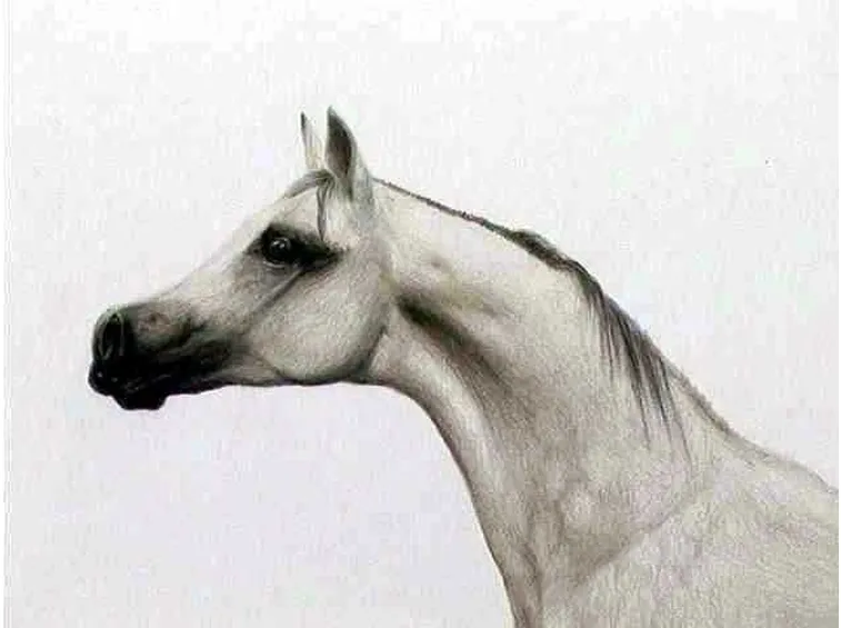 Testa cavallo arabo