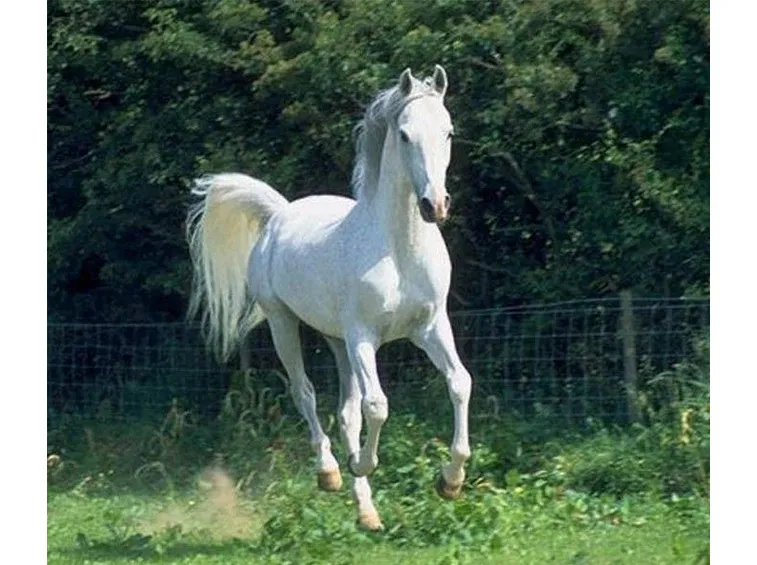 Cavallo arabo grigio