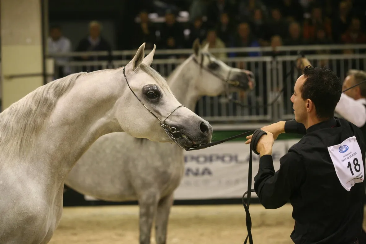 Cavallo arabo egiziano