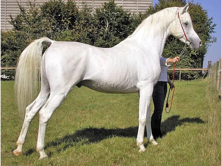 arabo bianco