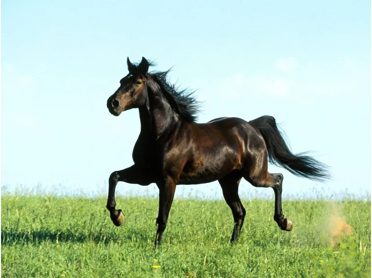 cavalli