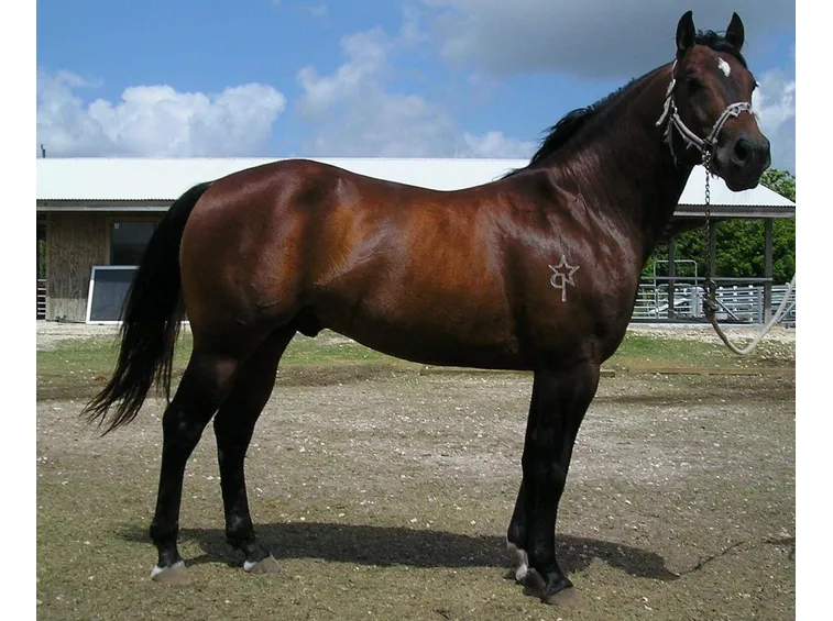 CAVALLI