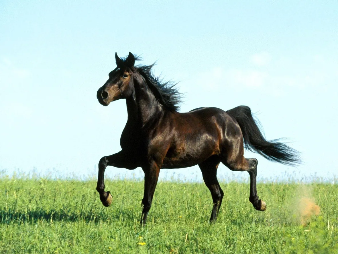 cavalli