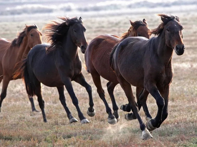 cavallo maremmano