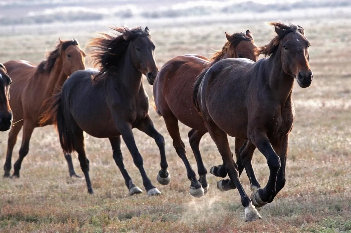cavallo maremmano
