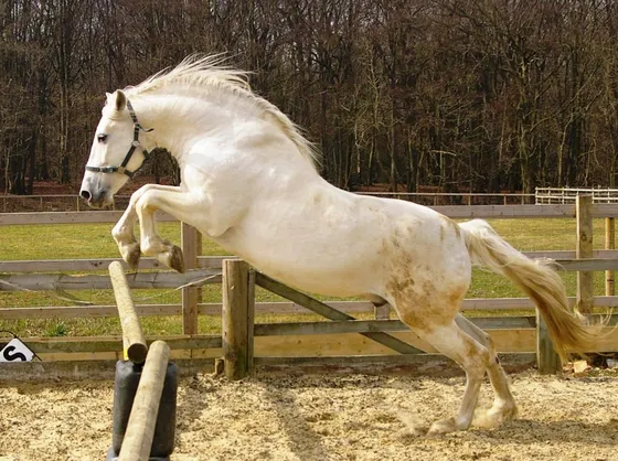 cavalli spagnoli
