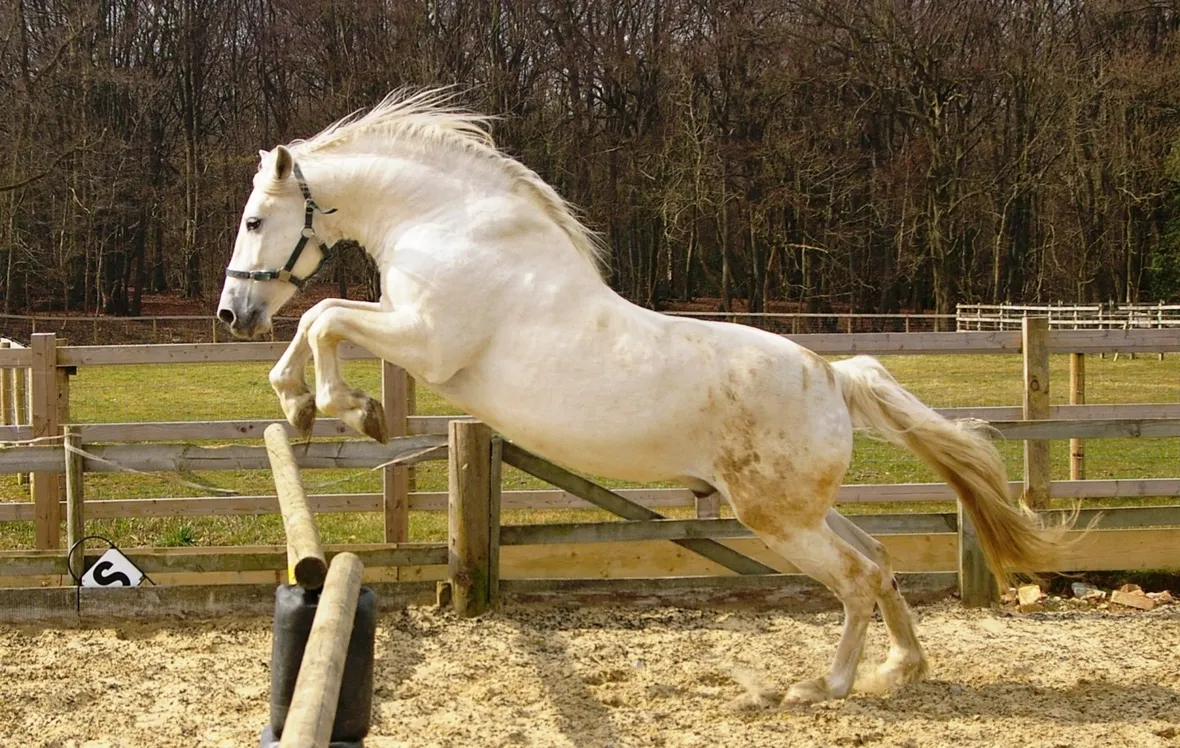 cavalli spagnoli