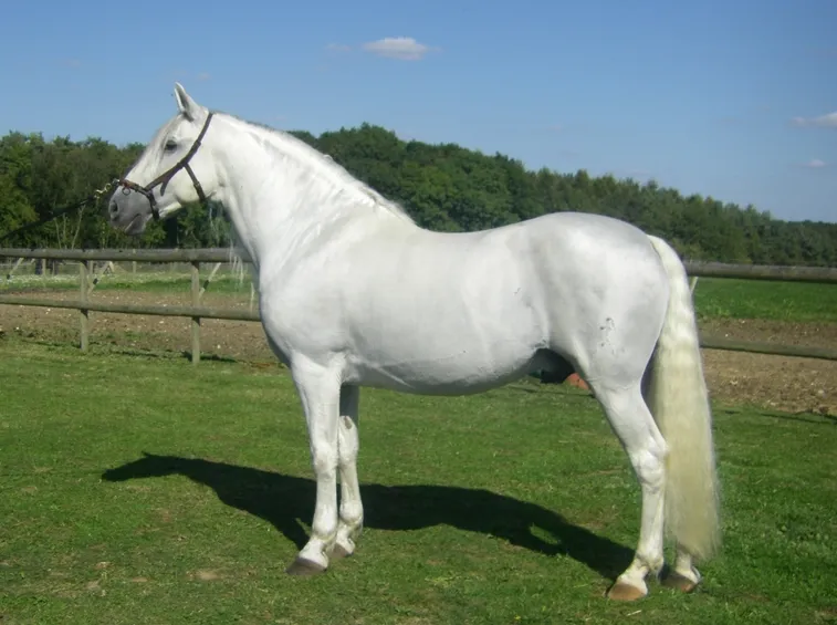andalusian