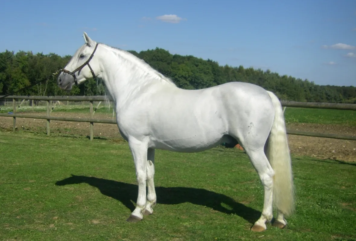 andalusian